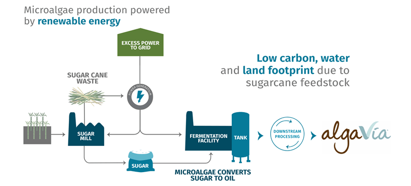 Microalgae production powered by renewable energy.