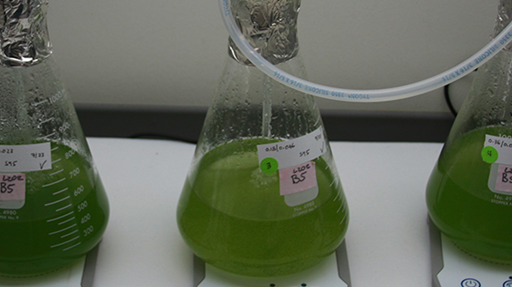 Beakers in lab with green algae.