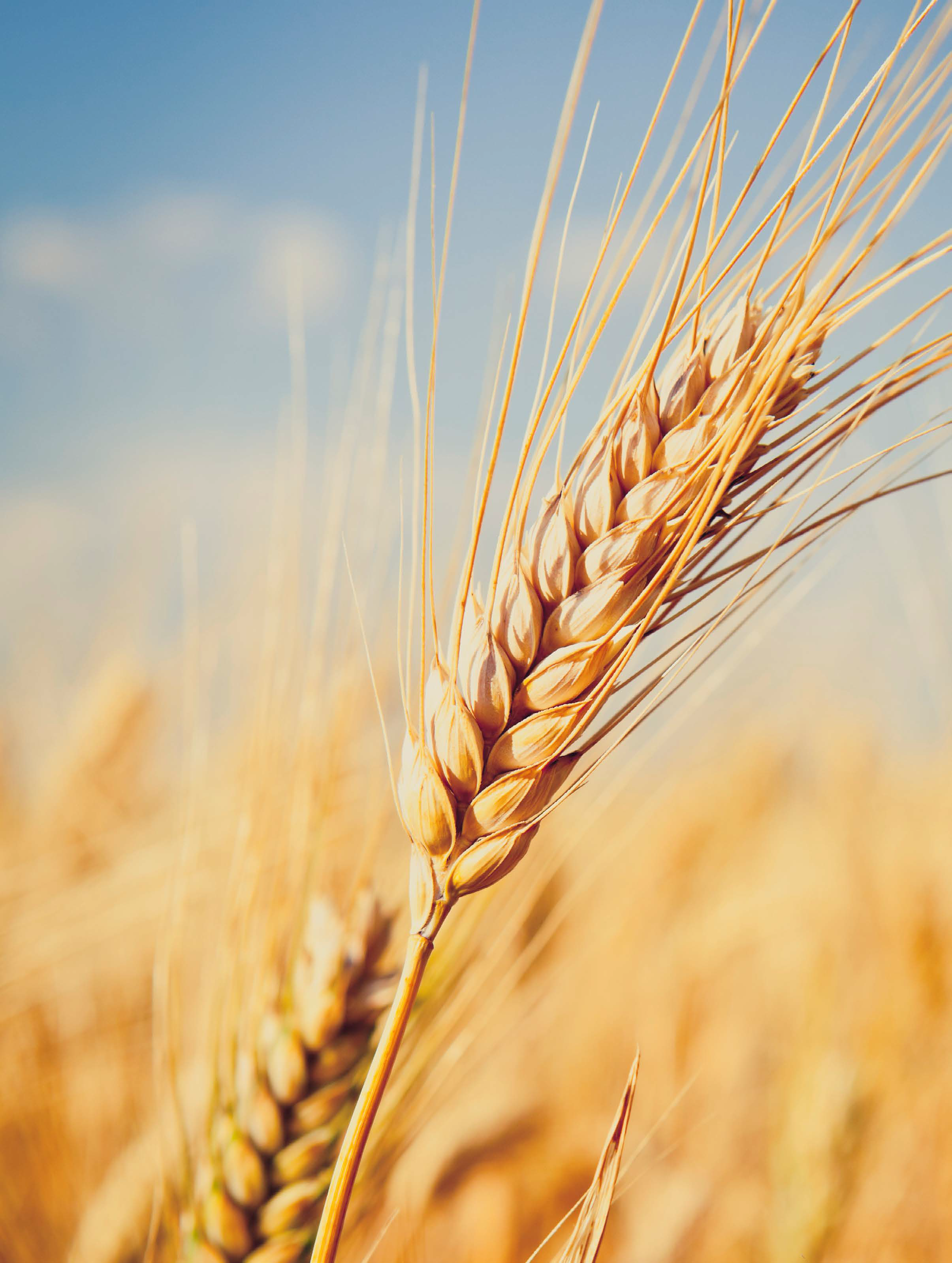 Wheat stalk.