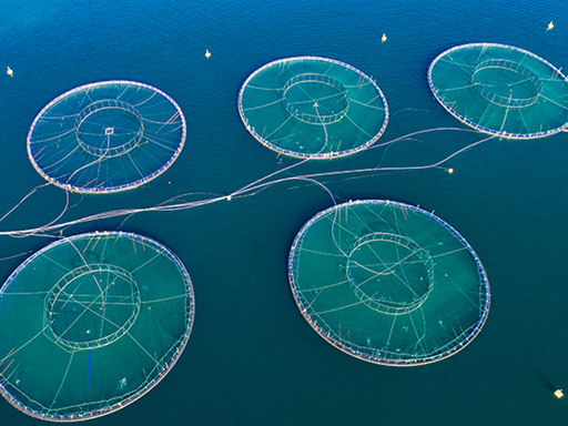 Aquaculture tanks in ocean.