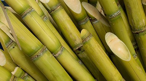 Stalks of sugarcane.