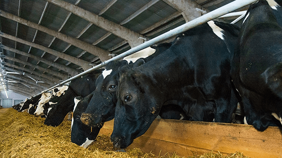 Cows in barn eating at trough.