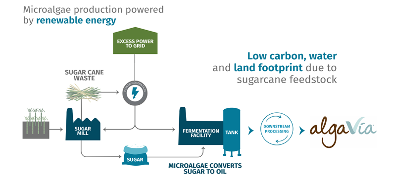 Microalgae production powered by renewable energy.