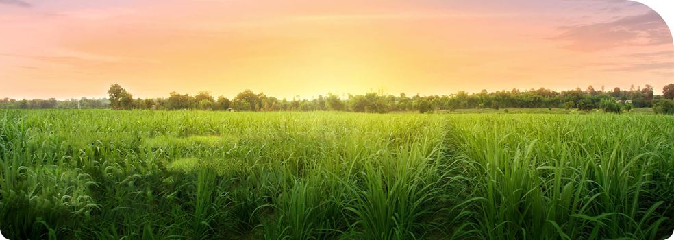 Sunset over grassy field.