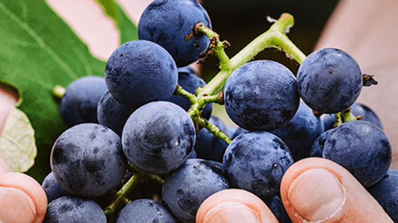 Fingers holding bunch of purple grapes.