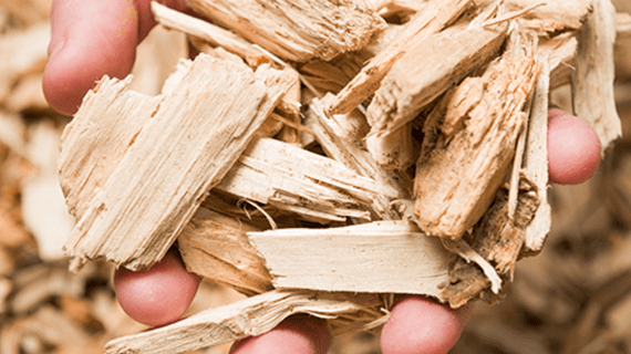 Hand holding wood chips.
