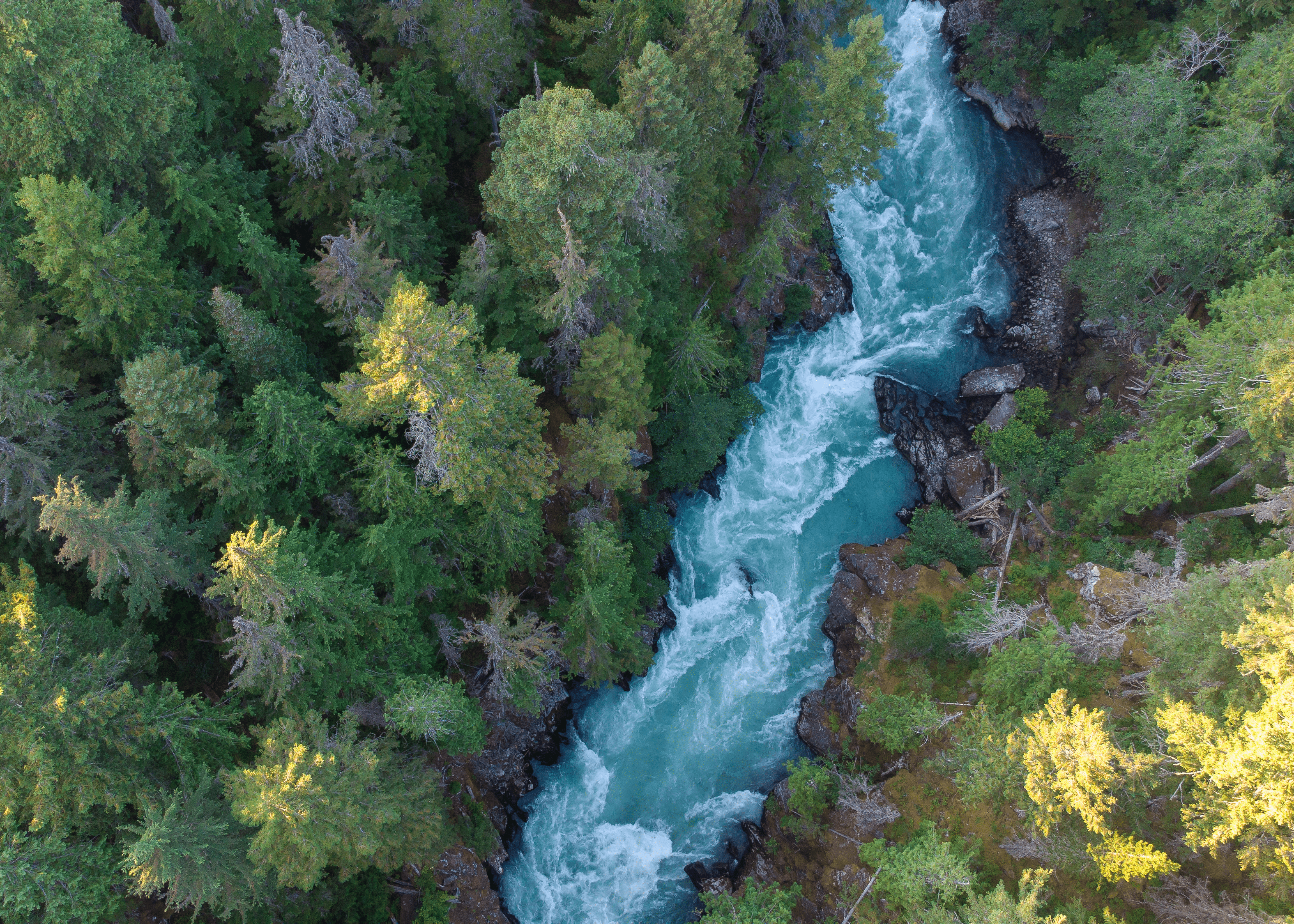 River running between forest of pine trees, top down view