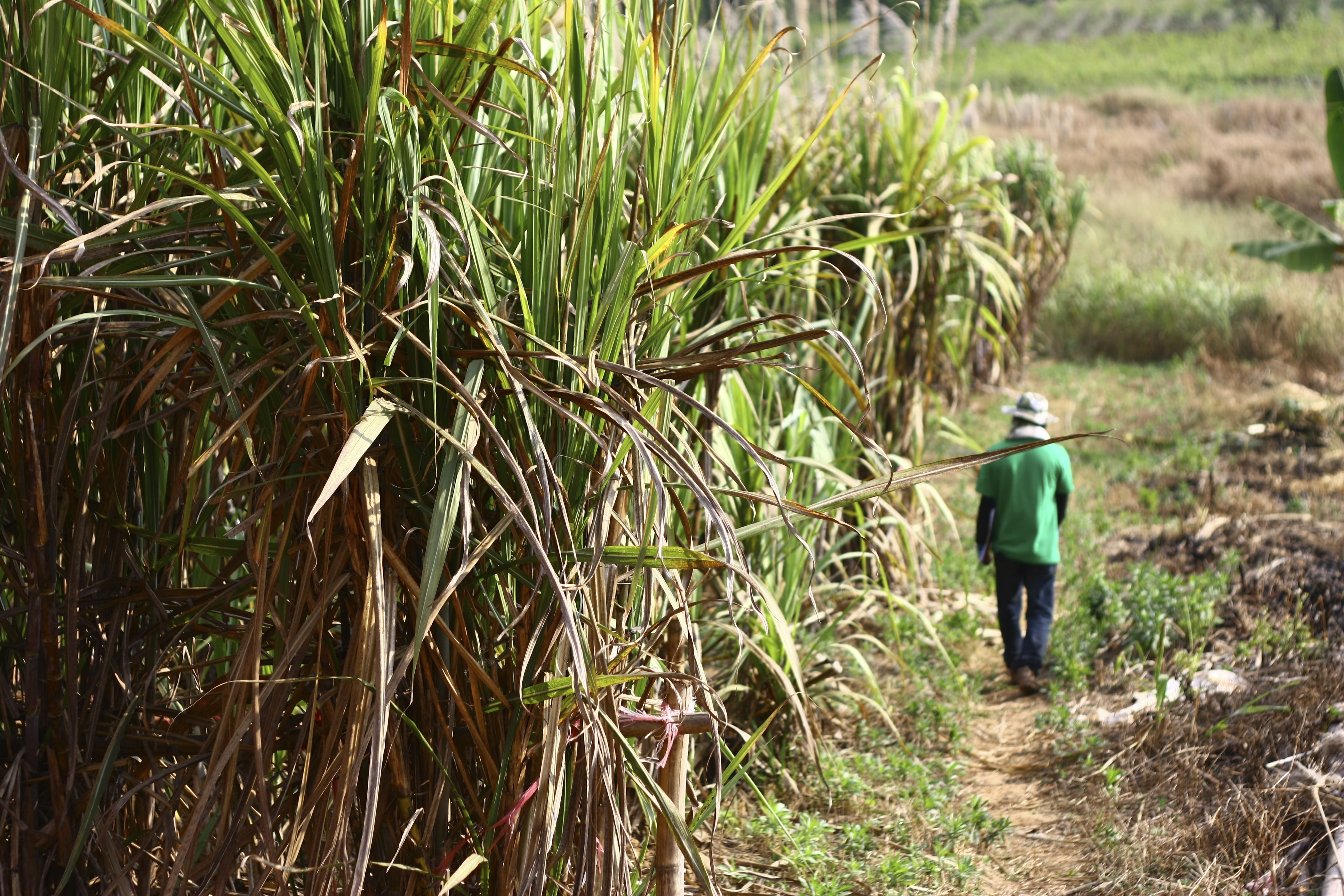 Man in hat with green shirt walking through sugar cane farm.