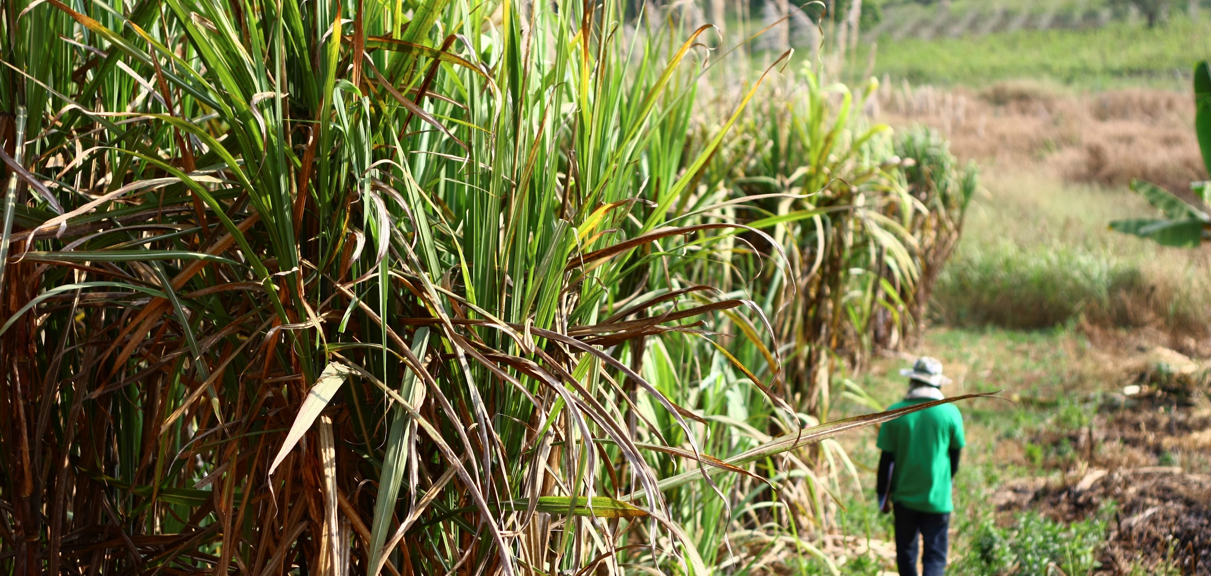 Man walking in sugar cane field. 