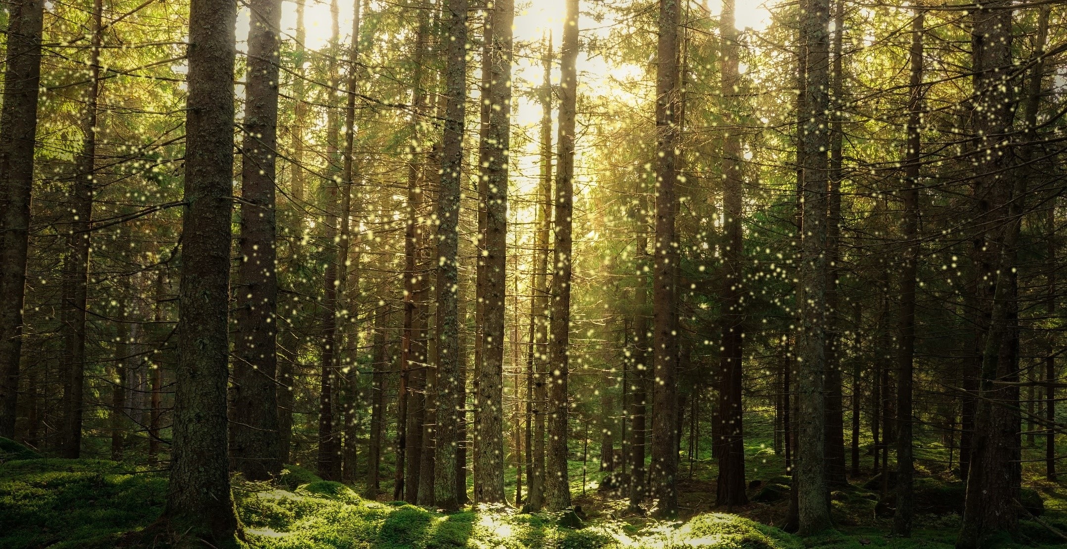 Lush green forest with sun shining through trees. 
