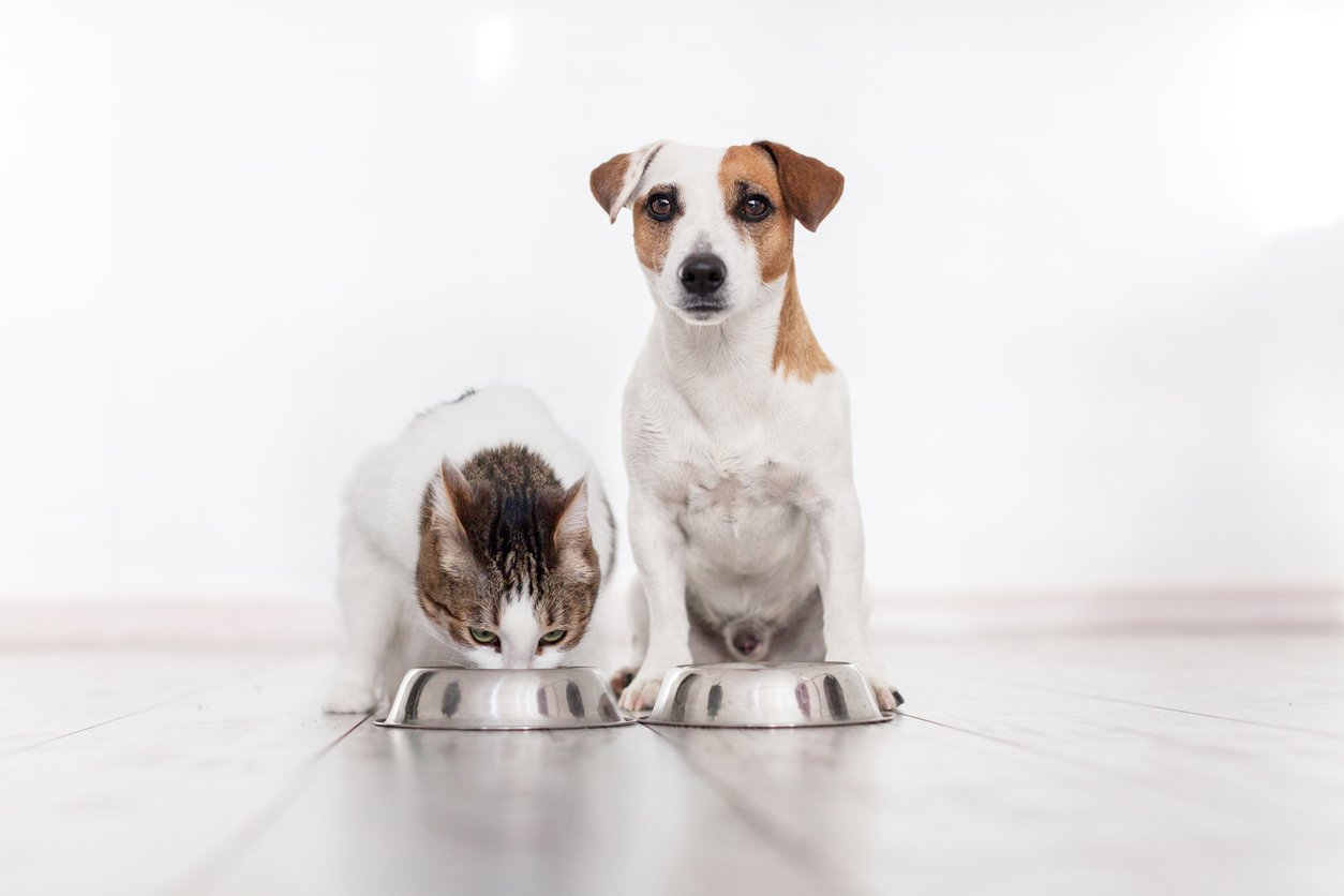 Dog and cat eating pet food from bowls.