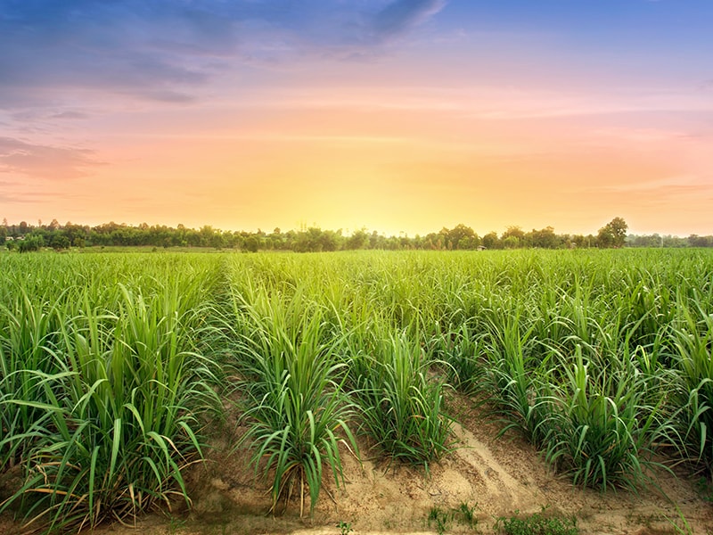 Corbion Capital Markets Day.