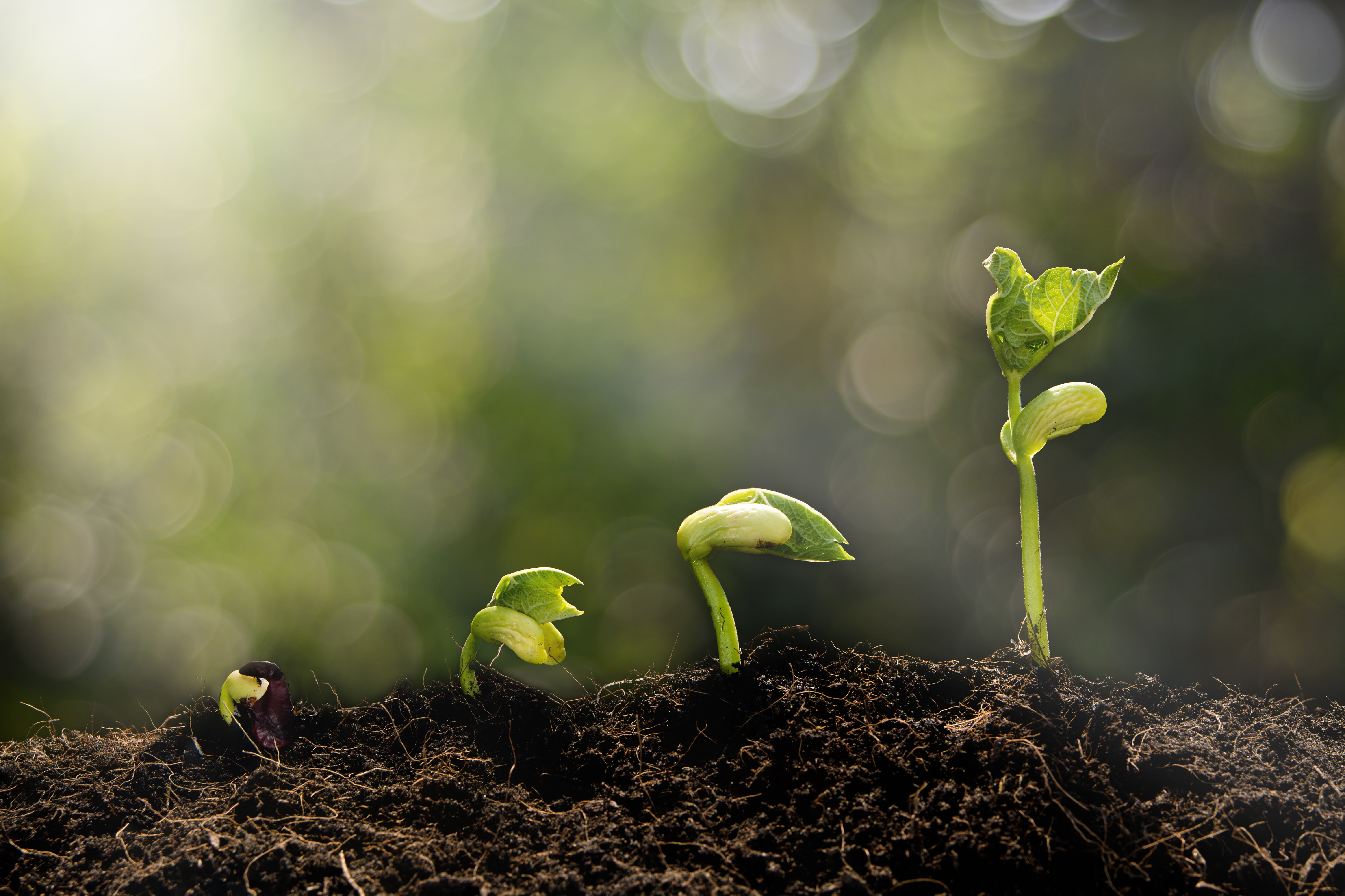Sprouts growing from brown dirt. 