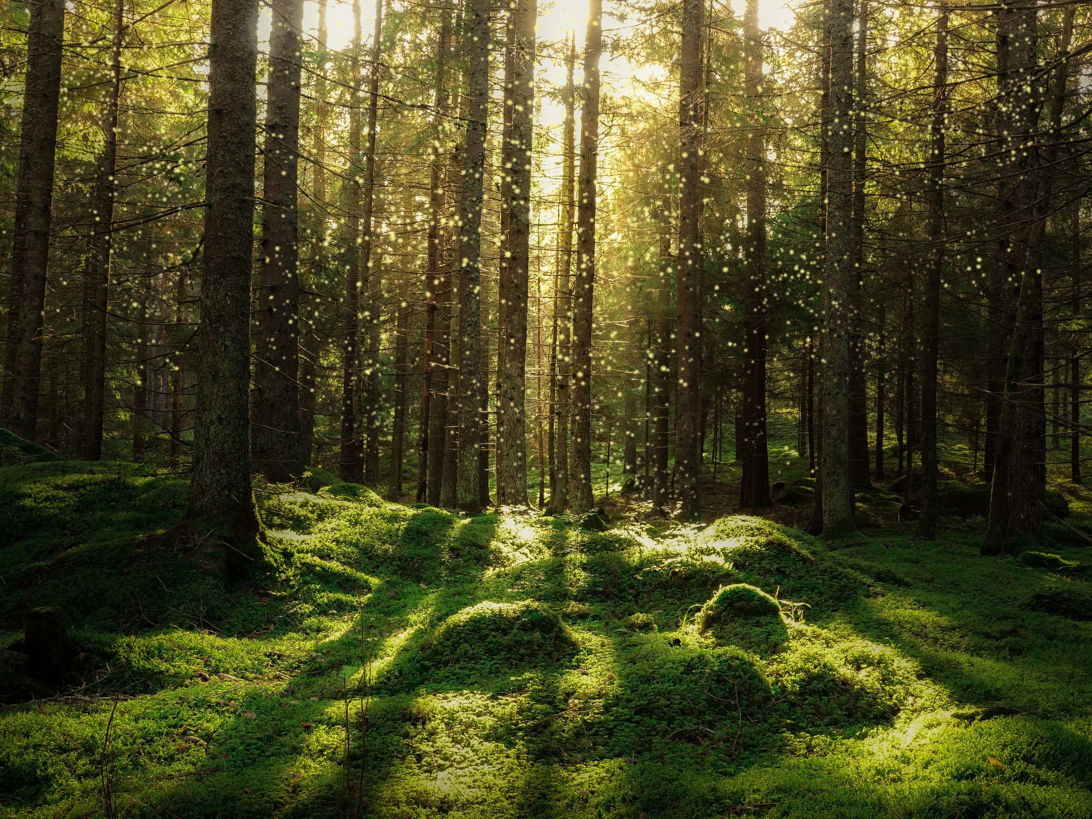 Lush green forest with sun shining through trees. 