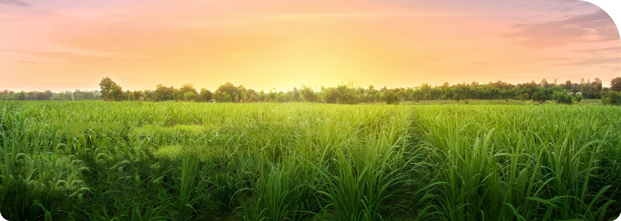 Sunset over grassy field.