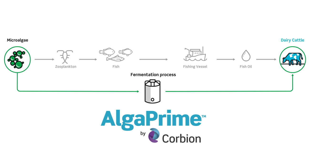 Pathway AlgaPrime for cattle